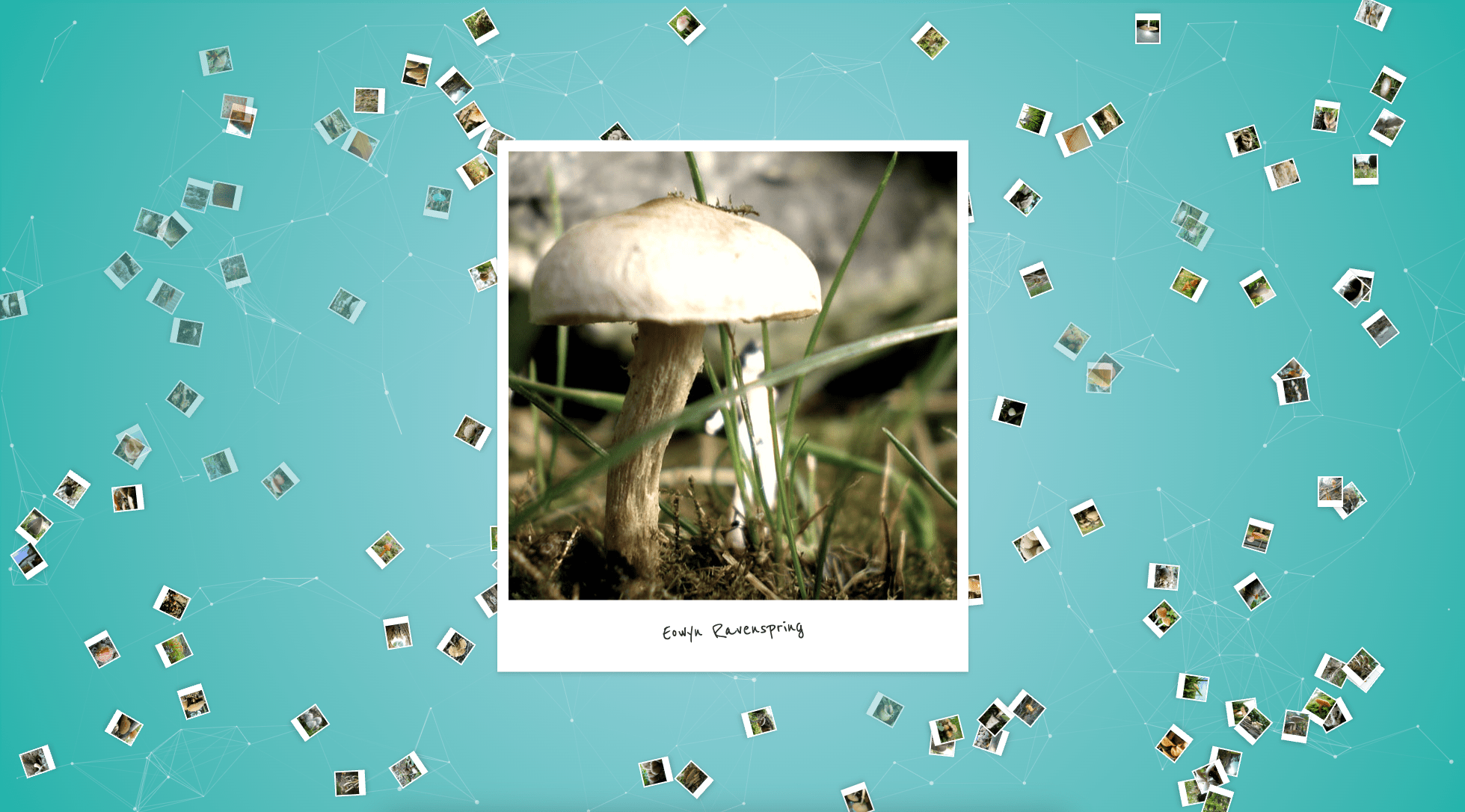 client_mushroomfarmer_2